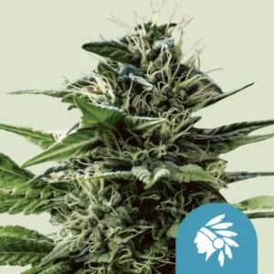 Tatanka Pure CBD– Foto.Feminizada – Pack com 3 Unidades – Royal Queen