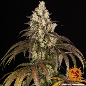 Trainwreck – Foto.Feminizada – Pack com 3 Unidades – Barney’s Farm