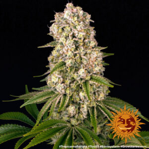 Tropicanna Banana – Foto.Feminizada – Pack com 3 Unidades – Barney’s Farm