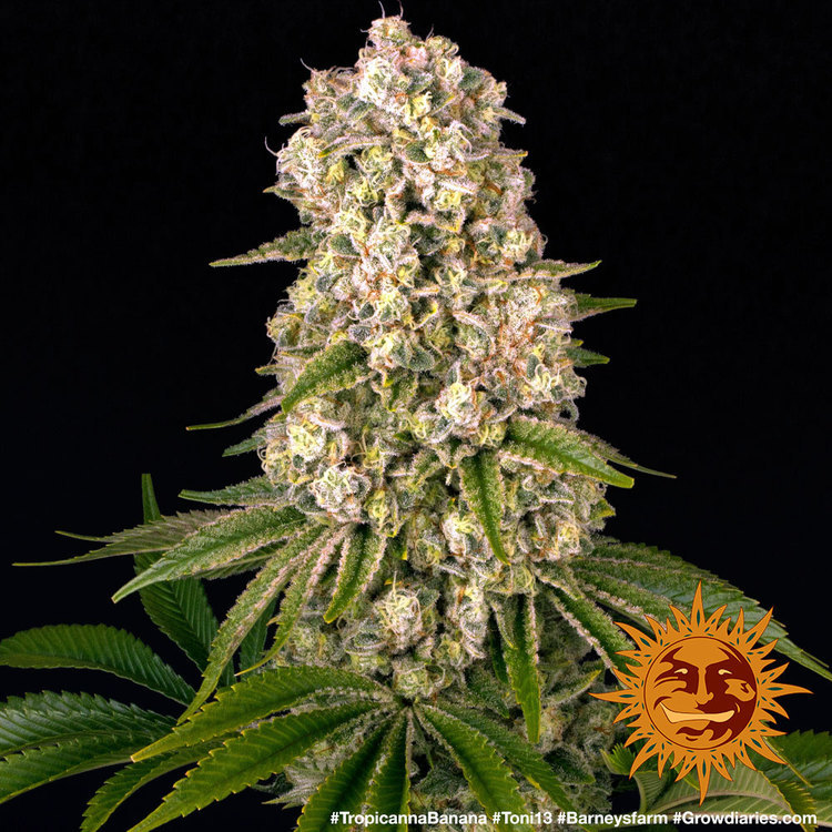 Tropicanna Banana – Foto.Feminizada – Pack com 3 Unidades – Barney’s Farm