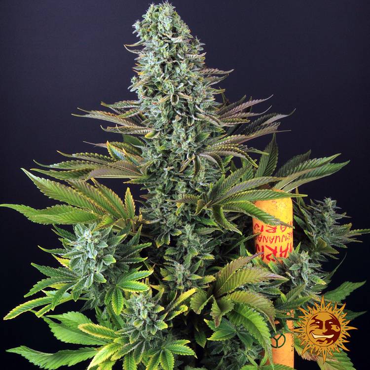 Tropicanna Banana – Foto.Feminizada – Pack com 3 Unidades – Barney’s Farm - Imagem 2