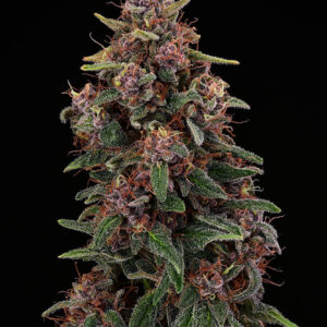 Amaretto Tarmac – Foto.Feminizada – Pack com 3 Unidades – Seedstockers