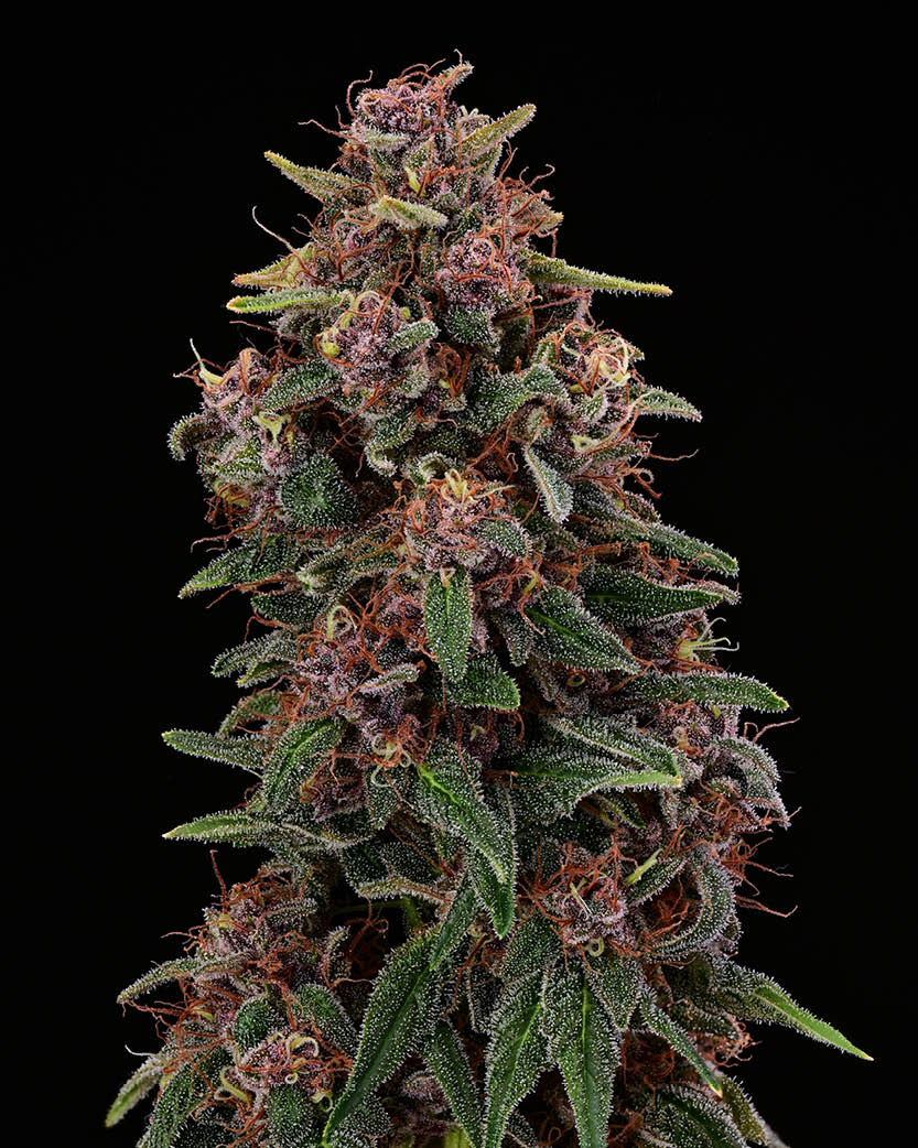 Amaretto Tarmac – Foto.Feminizada – Pack com 3 Unidades – Seedstockers