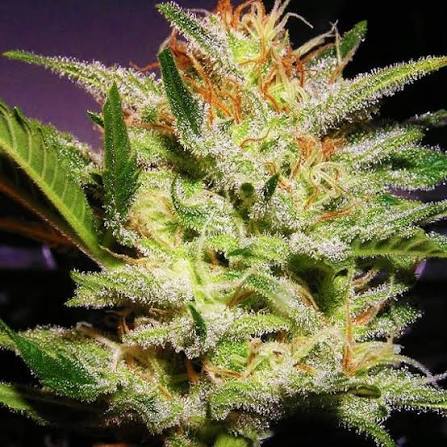 Amnesia Haze – Automática – Pack com 3 Unidades – Santa Semente - Imagem 2
