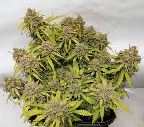 Amnesia Haze – Automática – Pack com 1 Unidade – Santa Semente - Imagem 3