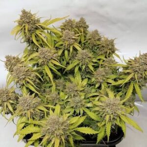 Amnesia Haze Santa Semente - Santa Semente