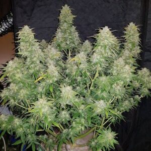 Amnesia Haze - Santa Semente