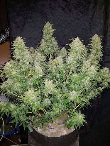 Amnesia Haze - Santa Semente