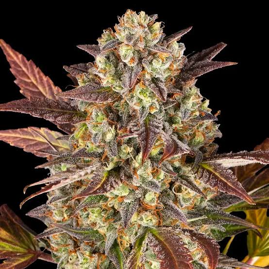Amnesia Haze – Automática – Pack com 3 Unidades – Santa Semente - Imagem 4