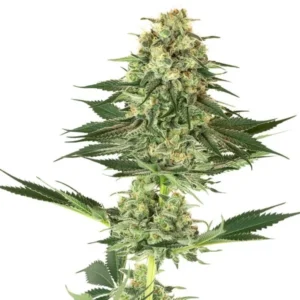 Banana Kush foto feminizada - Santa Semente