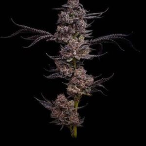 Black Cherry Gelato Santa Semente - Santa Semente