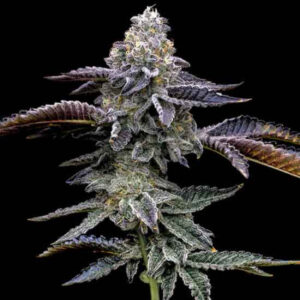 Blue Dream Foto Feminizada Santa Semente - Santa Semente