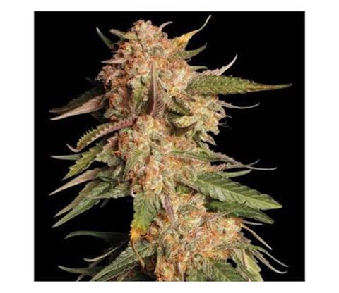 Blue Moby – Automática – Pack com 3 Unidades – Seedstockers - Imagem 2