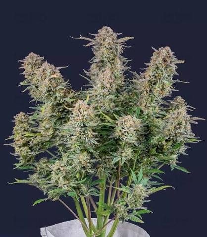Bruce Banner – Automática – Pack com 3 Unidades – Santa Semente - Imagem 2