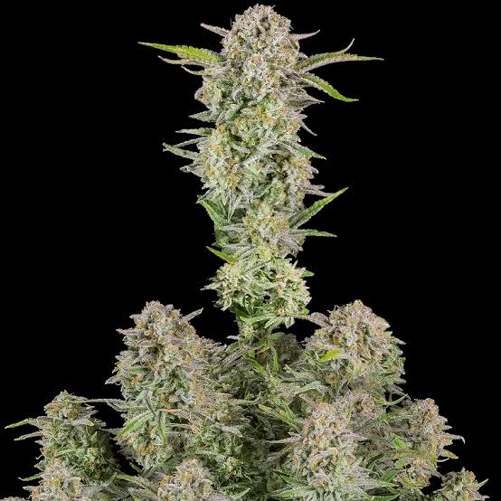 Bruce Banner – Automática – Pack com 3 Unidades – Santa Semente - Imagem 3