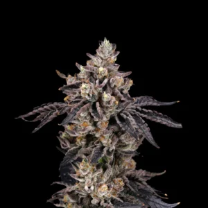 Cherry Biscotti feminizada - Santa Semente