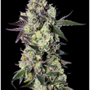 Gelato 33 Foto Feminizada Santa Semente - Santa Semente