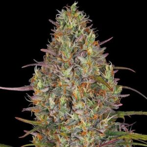 Gelato Glue Santa Semente - Santa Semente