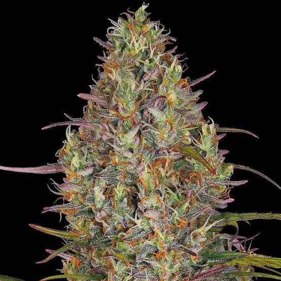 Gelato Glue Santa Semente - Santa Semente