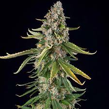 Gelato Zkittlez - Santa Semente