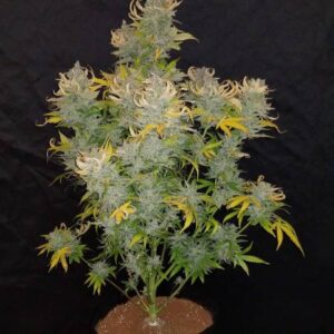 Green Crack CBD Autoflorescente - Santa Semente