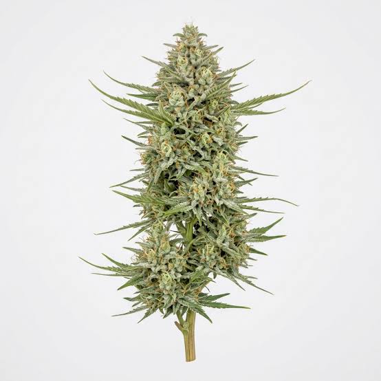 Jack Haze – Foto.Feminizada – Pack com 3 Unidades – Santa Semente - Imagem 2