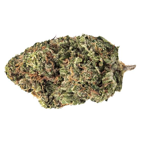 Jack Haze – Foto.Feminizada – Pack com 3 Unidades – Santa Semente - Imagem 3