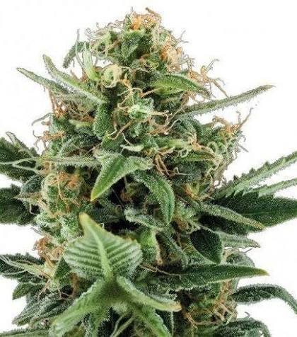 Jack Herer – Automática – Pack com 3 Unidades – Santa Semente - Imagem 2