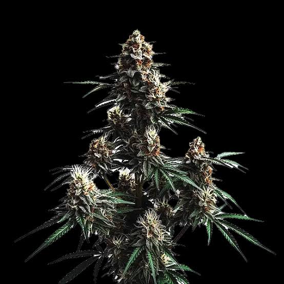 Jack Herer – Automática – Pack com 3 Unidades – Santa Semente - Imagem 3