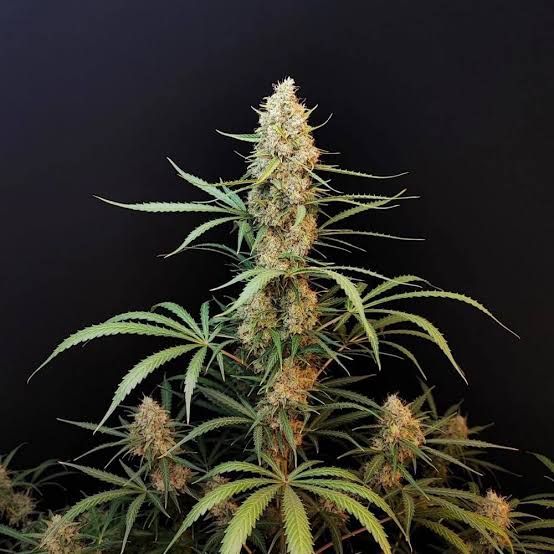 Jack Herer Santa Semente - Santa Semente