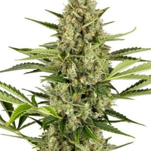 Jack Herer Santa Semente - Santa Semente