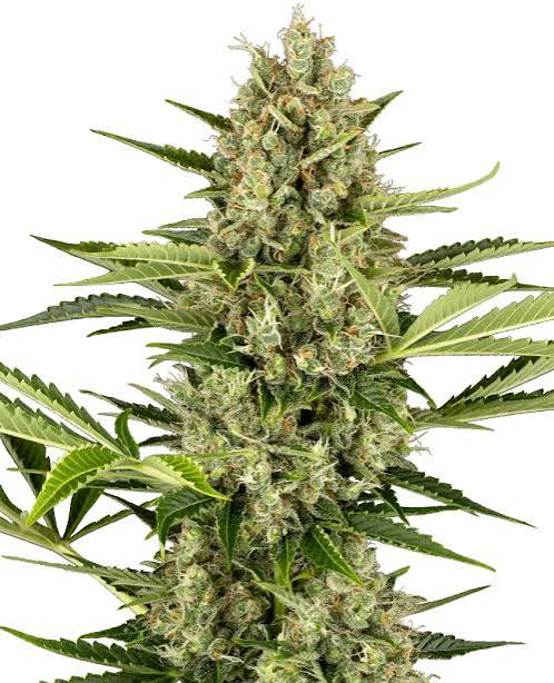 Jack Herer Santa Semente - Santa Semente