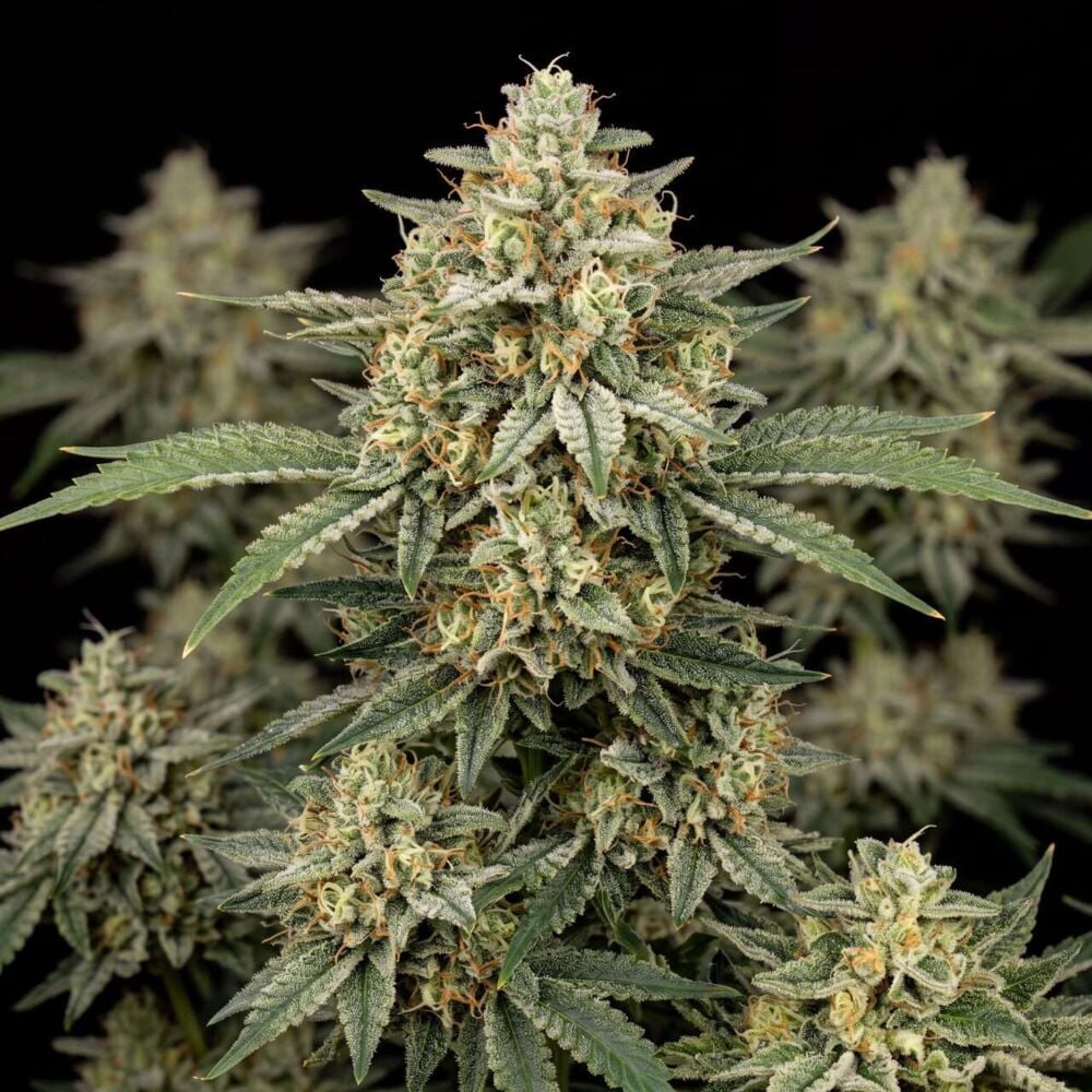 Jack Herer foto feminizada - Santa Semente