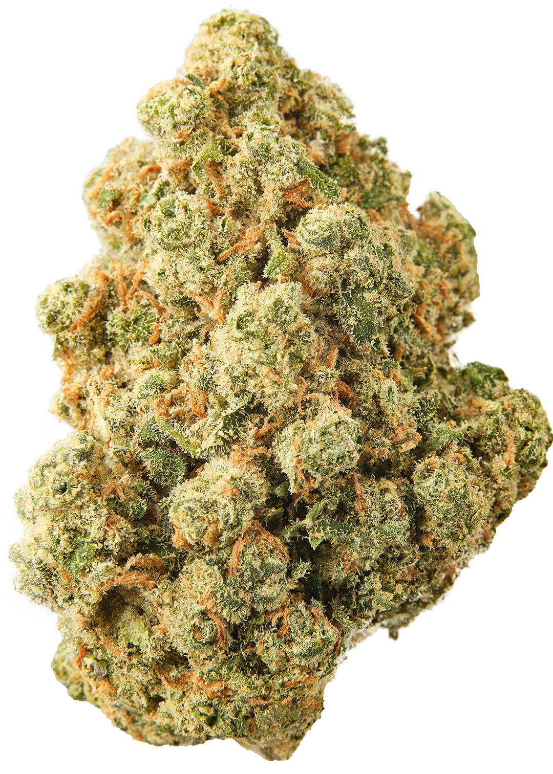 Jack Herer – Foto.Feminizada – Pack com 3 Unidades – Santa Semente - Imagem 2