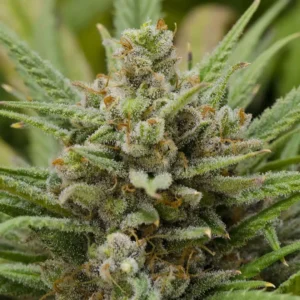 Lemon Haze Santa Semente - Santa Semente