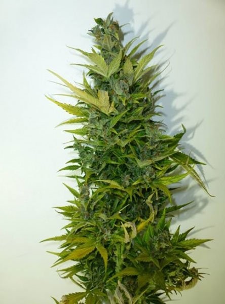 Lemon Haze – Automática – Pack com 1 Unidade – Santa Semente - Imagem 5
