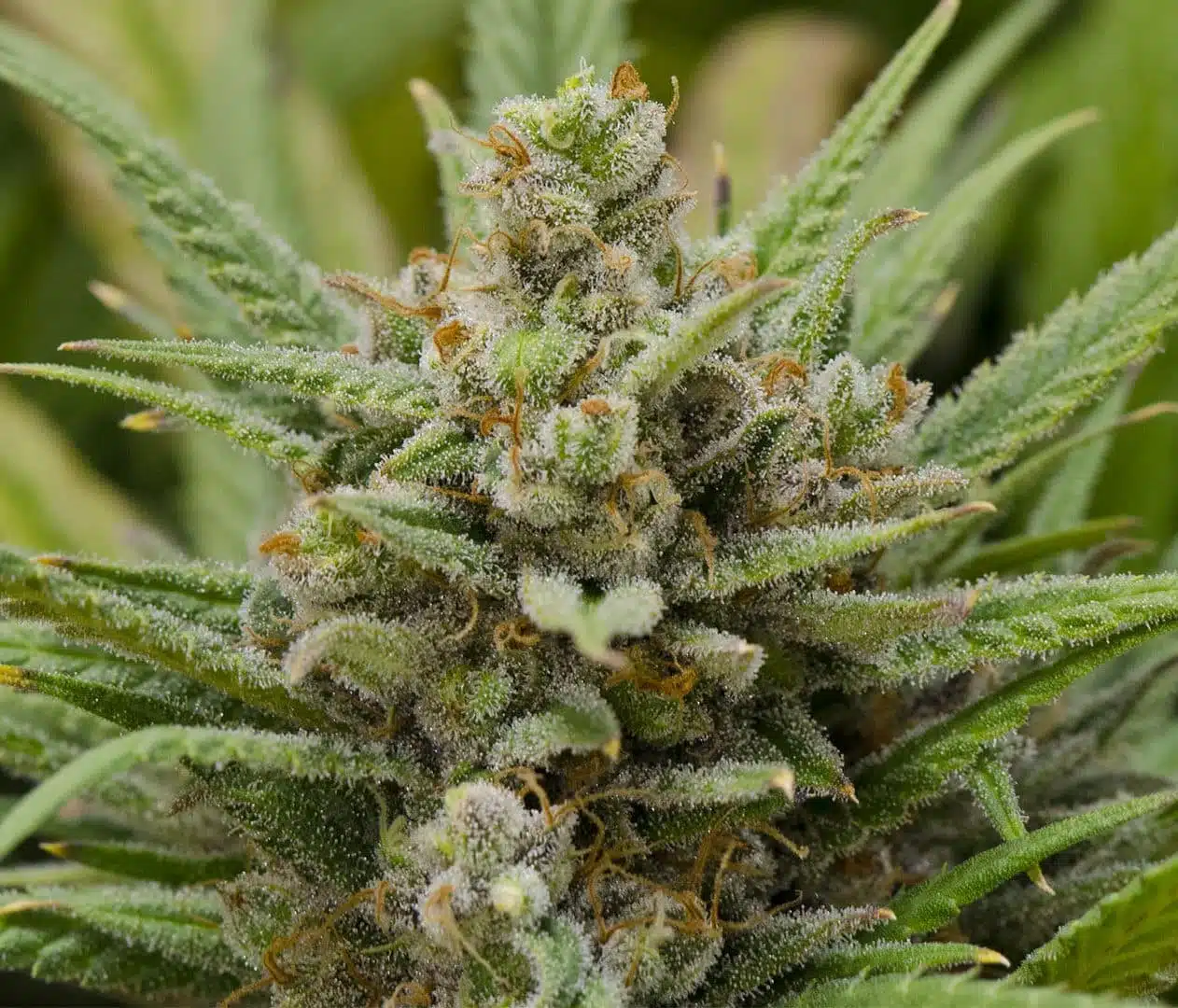Lemon Haze Santa Semente - Santa Semente