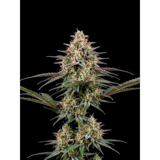 Lemon Kush – Automática – Pack com 3 Unidades – Santa Semente - Imagem 2