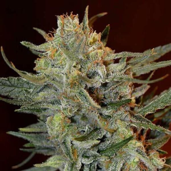 Lemon Kush – Automática – Pack com 3 Unidades – Santa Semente - Imagem 3