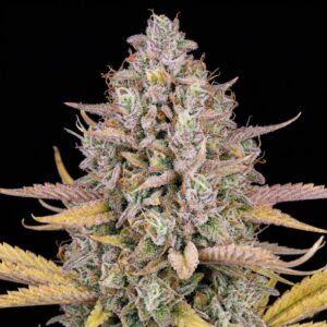 Lemon Kush feminizada - Santa Semente