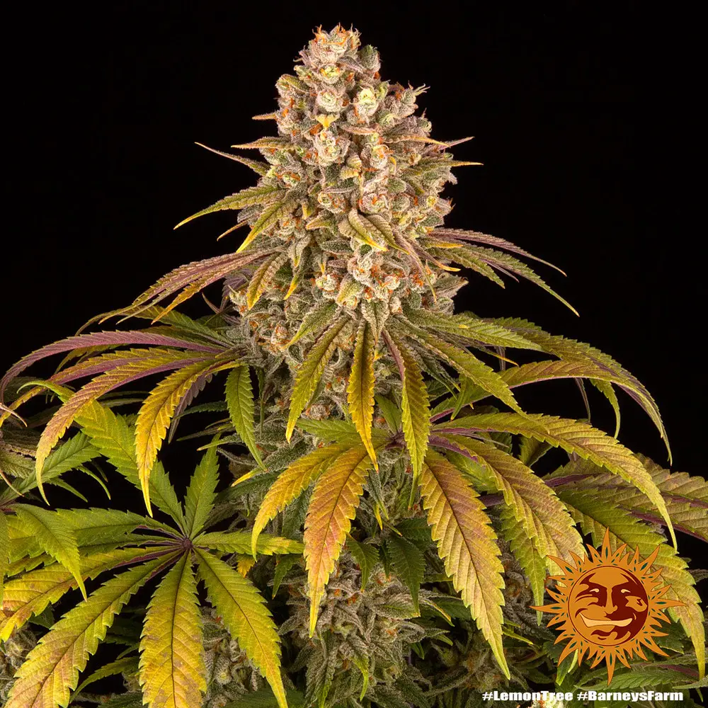 Lemon Tree - Fot. Feminizada - Pack com 3 unidades - BARNEYS FARM - Imagem 10