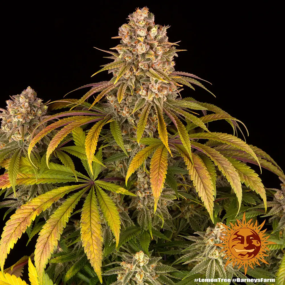 Lemon Tree - Fot. Feminizada - Pack com 3 unidades - BARNEYS FARM - Imagem 2