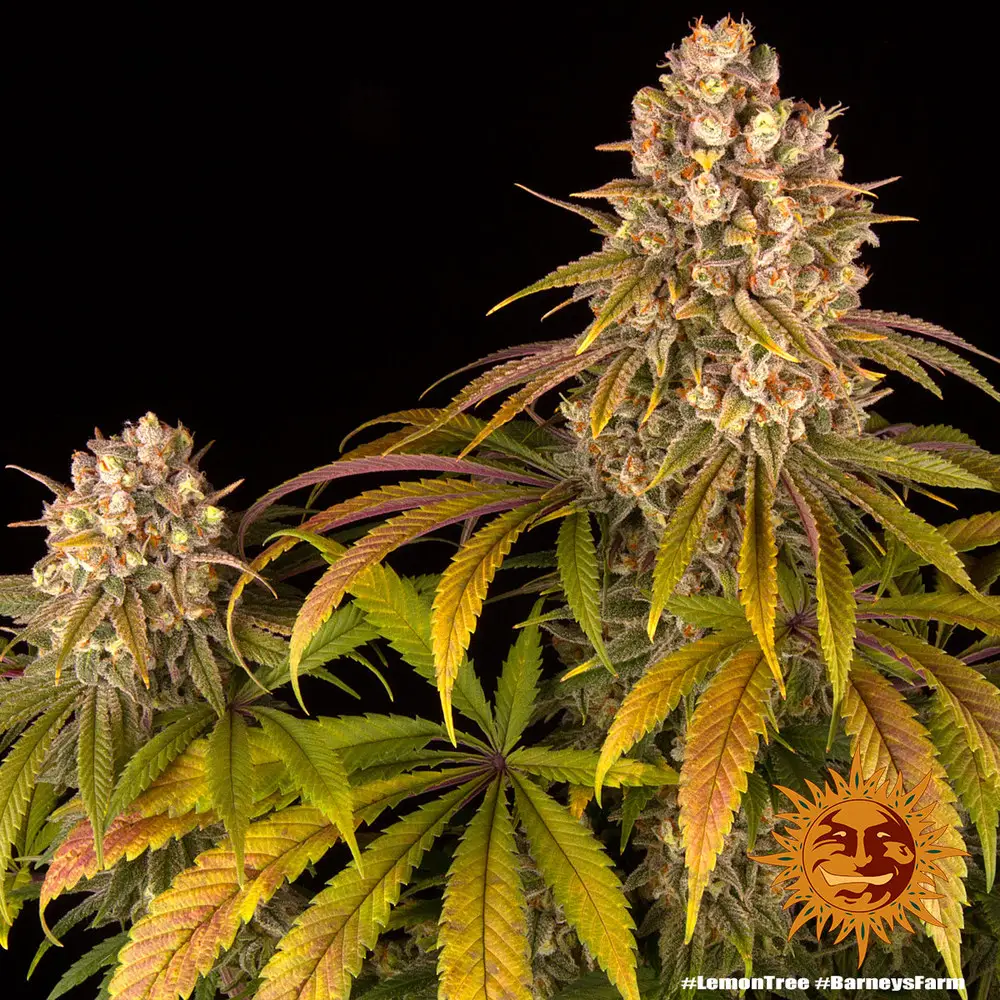 Lemon Tree - Fot. Feminizada - Pack com 3 unidades - BARNEYS FARM - Imagem 3