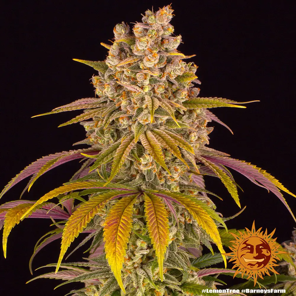 Lemon Tree - Fot. Feminizada - Pack com 3 unidades - BARNEYS FARM - Imagem 4