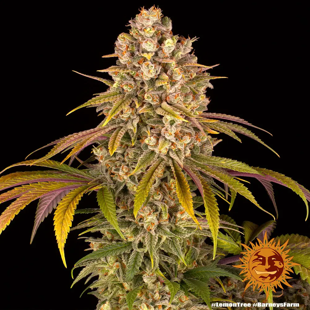 Lemon Tree - Fot. Feminizada - Pack com 3 unidades - BARNEYS FARM - Imagem 5