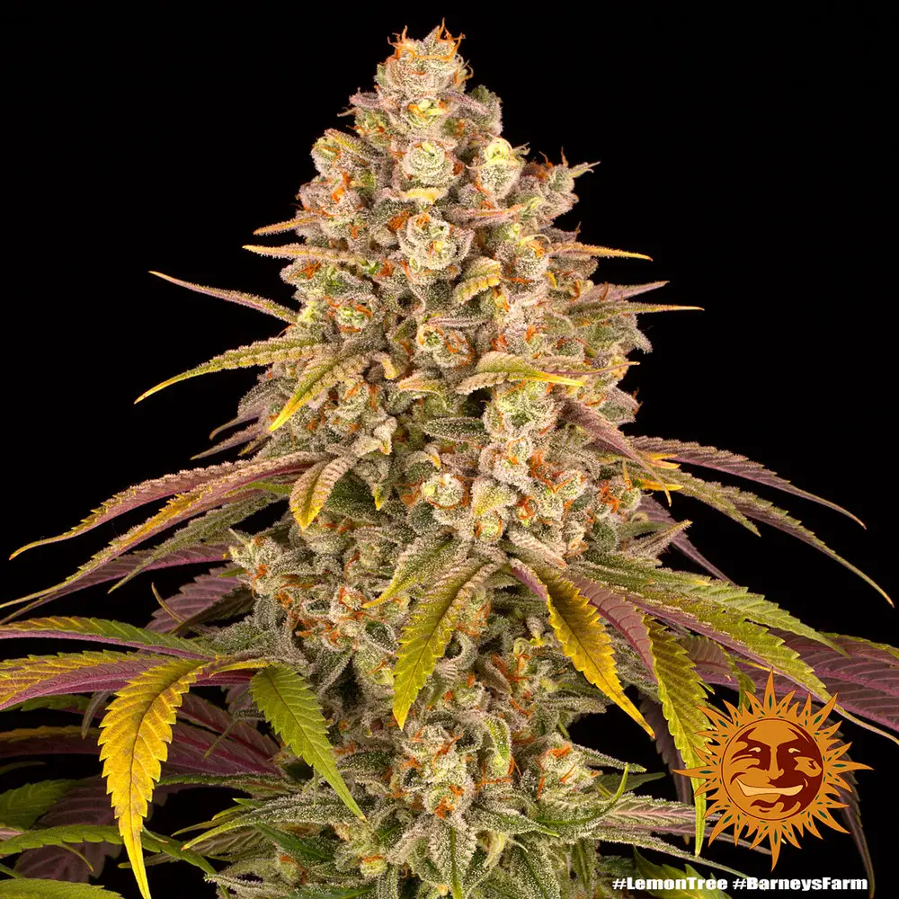 Lemon Tree - Fot. Feminizada - Pack com 3 unidades - BARNEYS FARM - Imagem 6