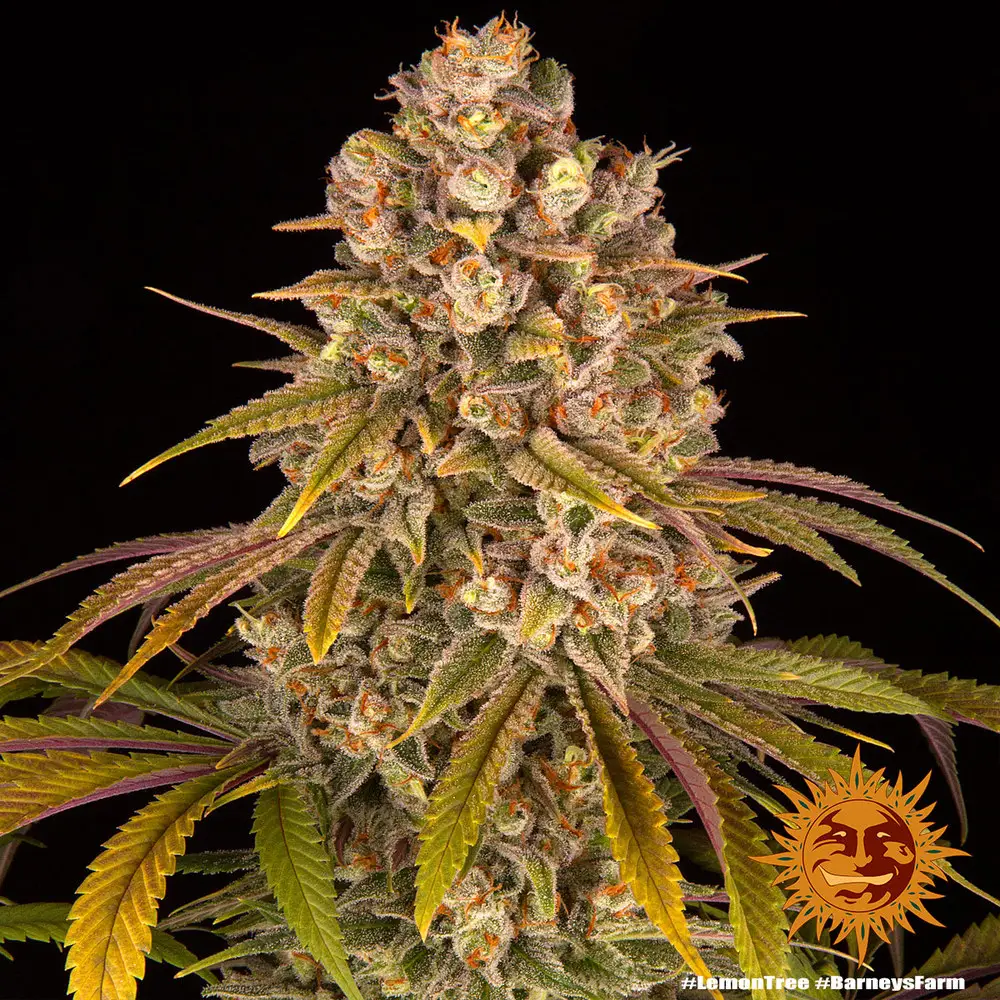 Lemon Tree - Fot. Feminizada - Pack com 3 unidades - BARNEYS FARM - Imagem 7