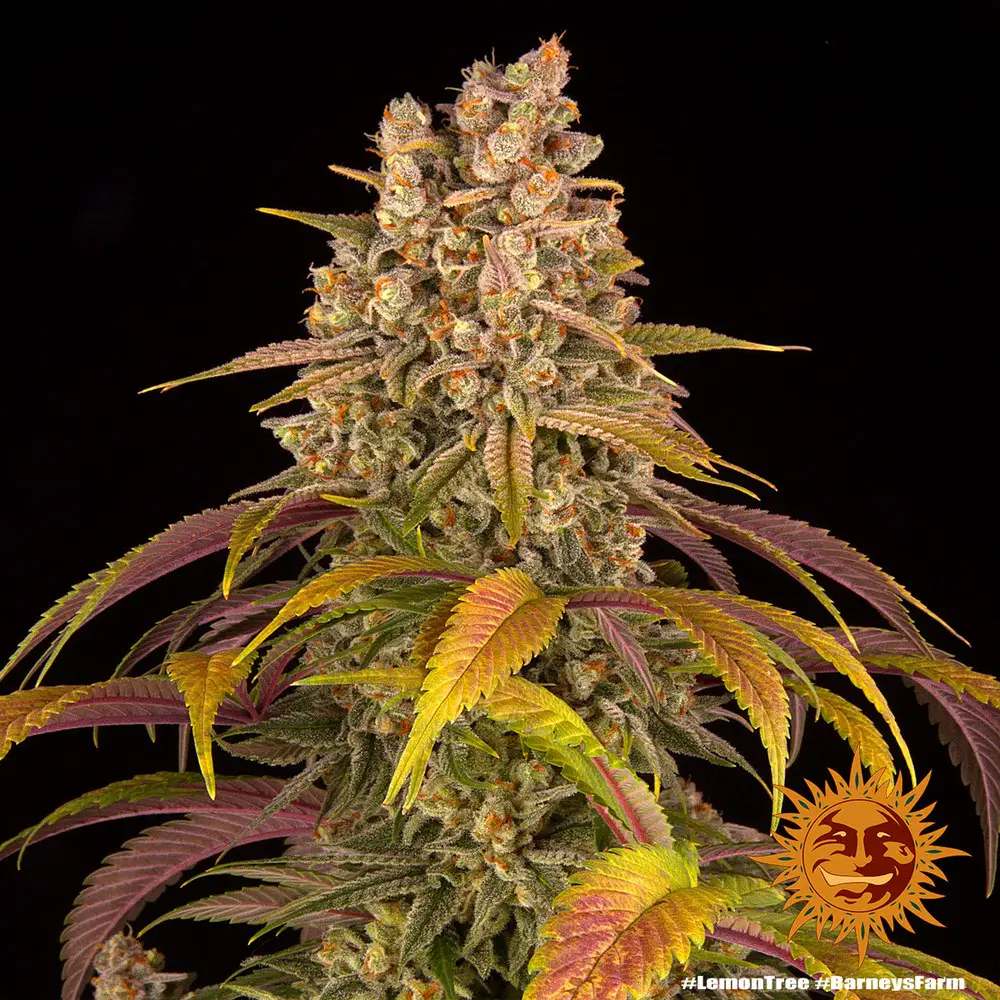Lemon Tree - Fot. Feminizada - Pack com 3 unidades - BARNEYS FARM - Imagem 8