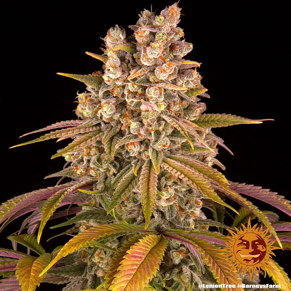 Lemon Tree - Fot. Feminizada - Pack com 3 unidades - BARNEYS FARM - Imagem 9
