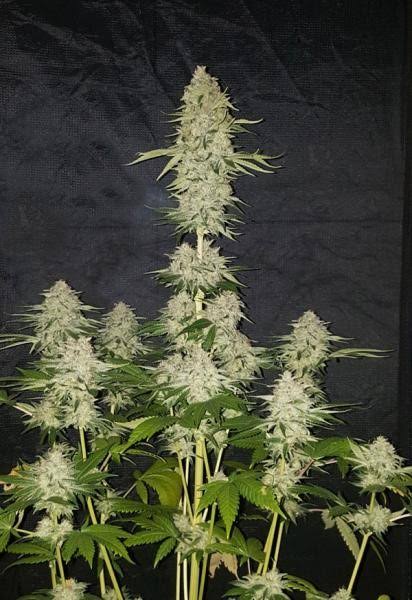 Lemon Zkittlez – Automática – Pack com 3 Unidades – Santa Semente - Imagem 2